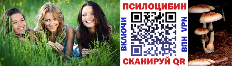 Купить  Сланцы  Псилоцибиновые грибы MAGIC MUSHROOMS 